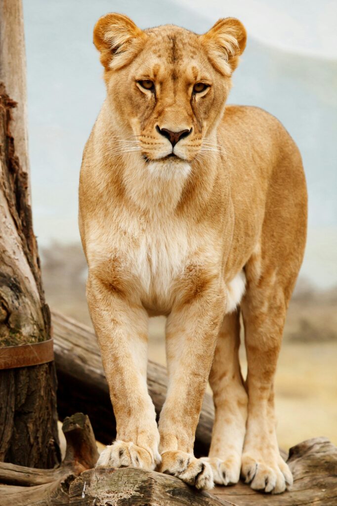 Portrait of a fierce lioness standing on wooden logs in a wildlife setting, showcasing her natural elegance.