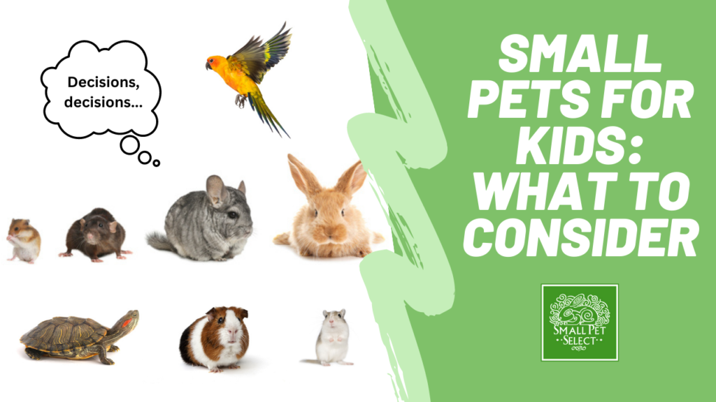 Best pet animals for families and children in 2026 Best pet animals for families and children