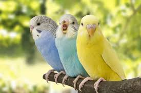 Best pet animals for families and children in 2026 image