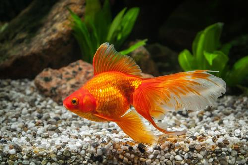 Best pet animals for families and children in 2026 image