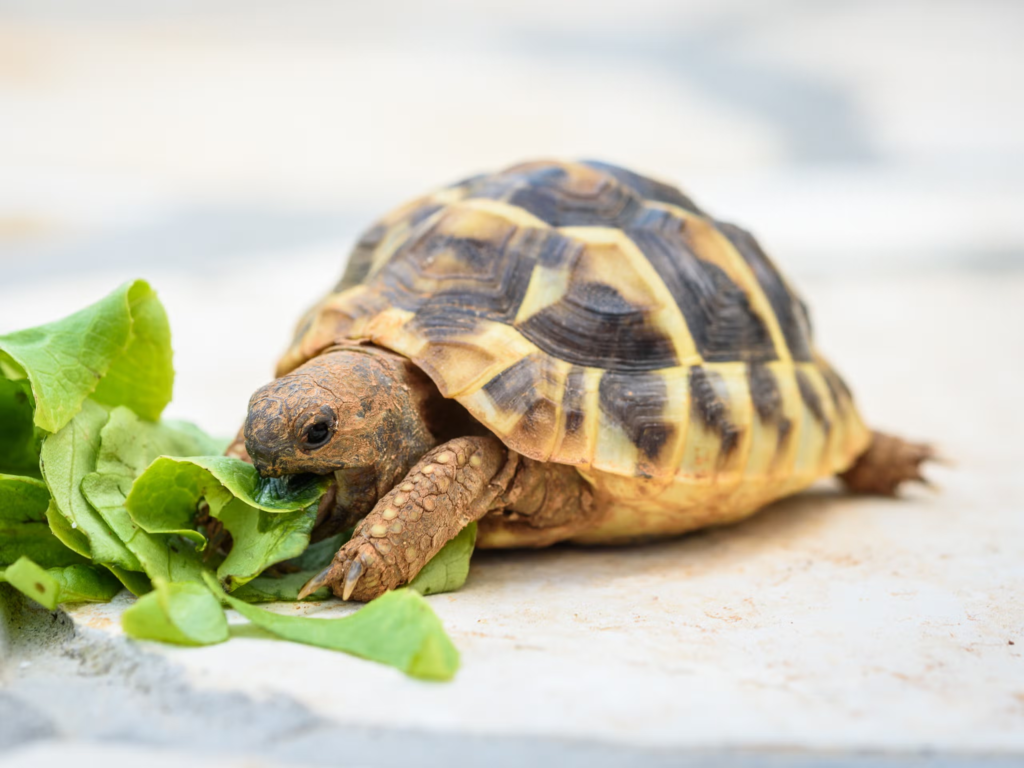 Best pet animals for families and children in 2026 image