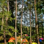 anmol Vibrant tents scattered in a serene pine forest, perfect for outdoor adventures.