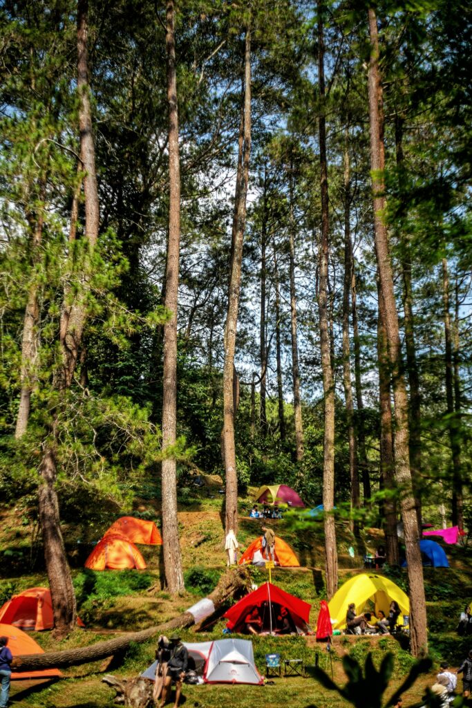 Vibrant tents scattered in a serene pine forest, perfect for outdoor adventures.